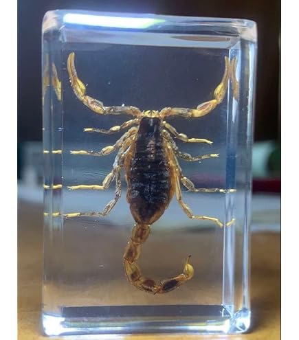 Amazon.co.jp: 本物の巨大な森のサソリ 昆虫標本 樹脂製ペーパー